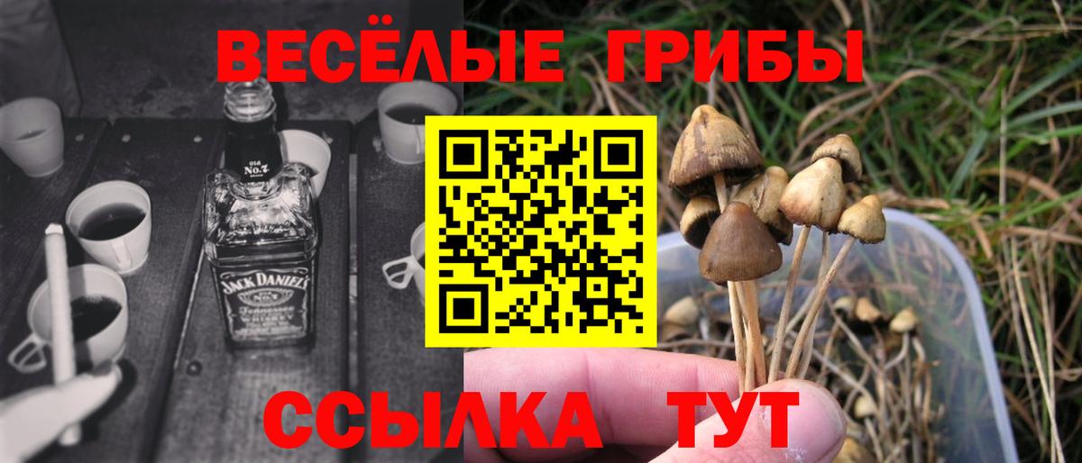 Сланцы  Галлюциногенные грибы прущие грибы  Вход с VPN 